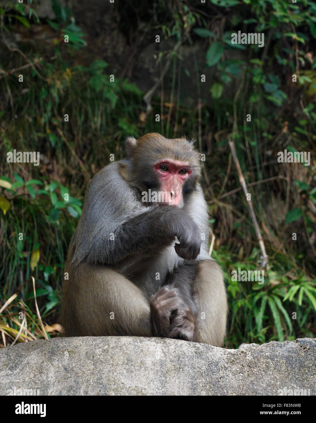 Monkey s'asseoir sur la roche au parc national de Zhangjiajie , Chine Banque D'Images