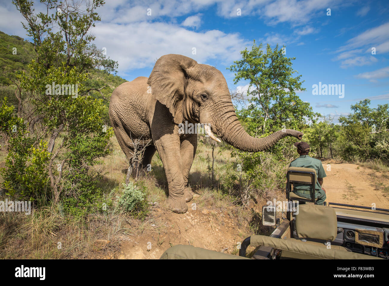 Afrique du Sud - le 15 janvier : Visite de près avec un éléphant pendant le safari à Mkuze Falls Game Reserve Banque D'Images