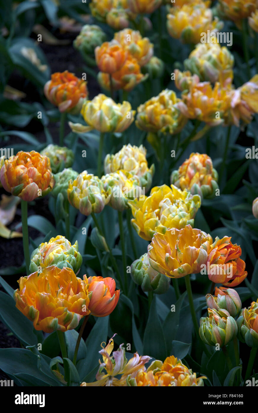 L'orange vif et jaune double la fin de la floraison des tulipes Cornwall England UK Banque D'Images