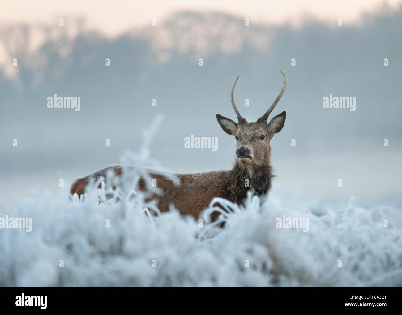 Red Deer en hiver Banque D'Images