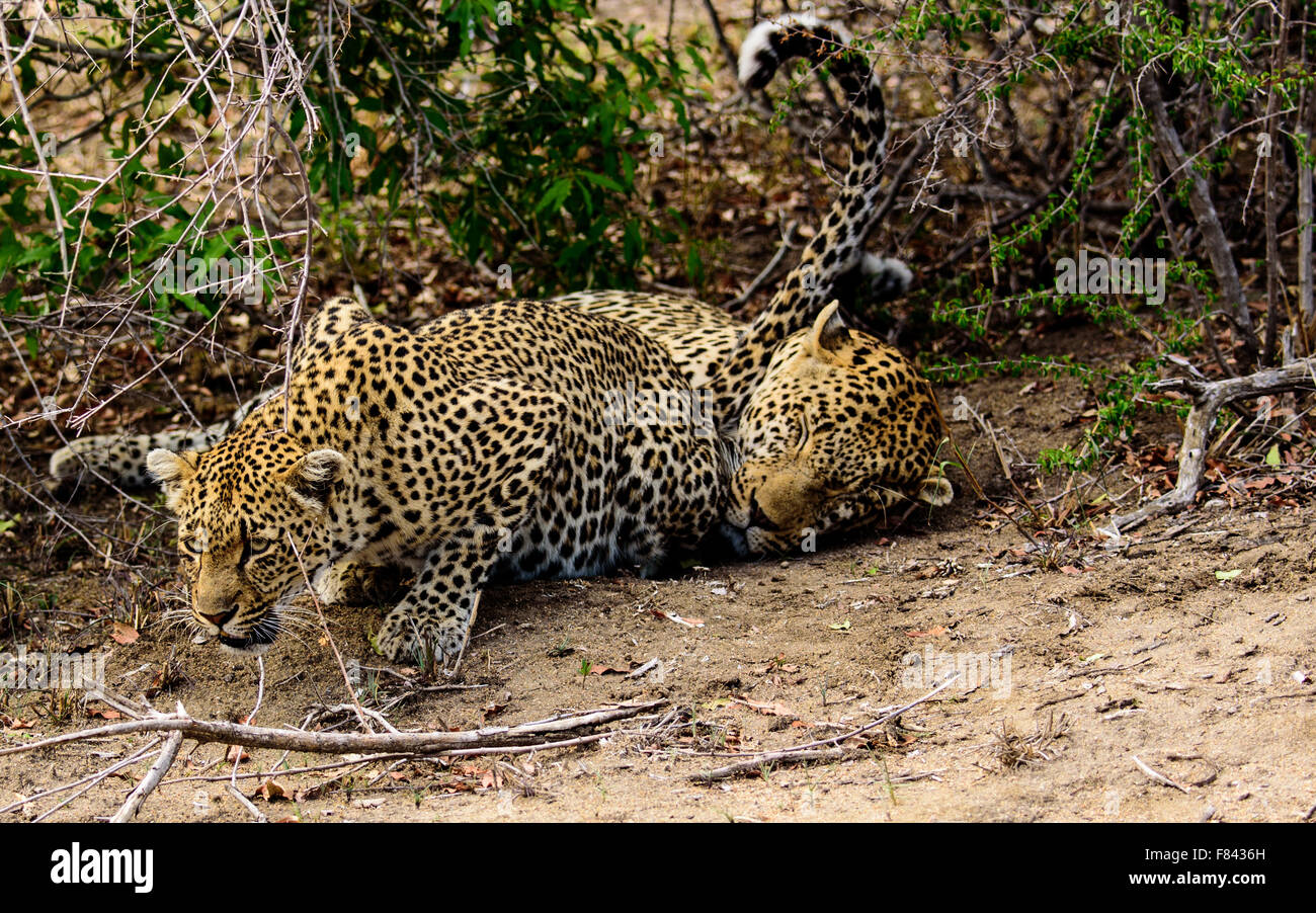 Femme avec Leopard Leopard mâles ne répond pas Banque D'Images