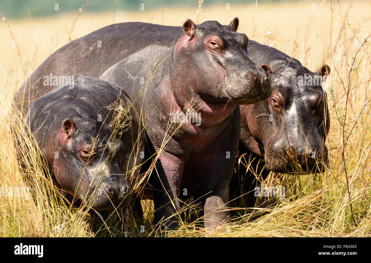 Groupe familial d'hippopotames sur la terre ferme Banque D'Images