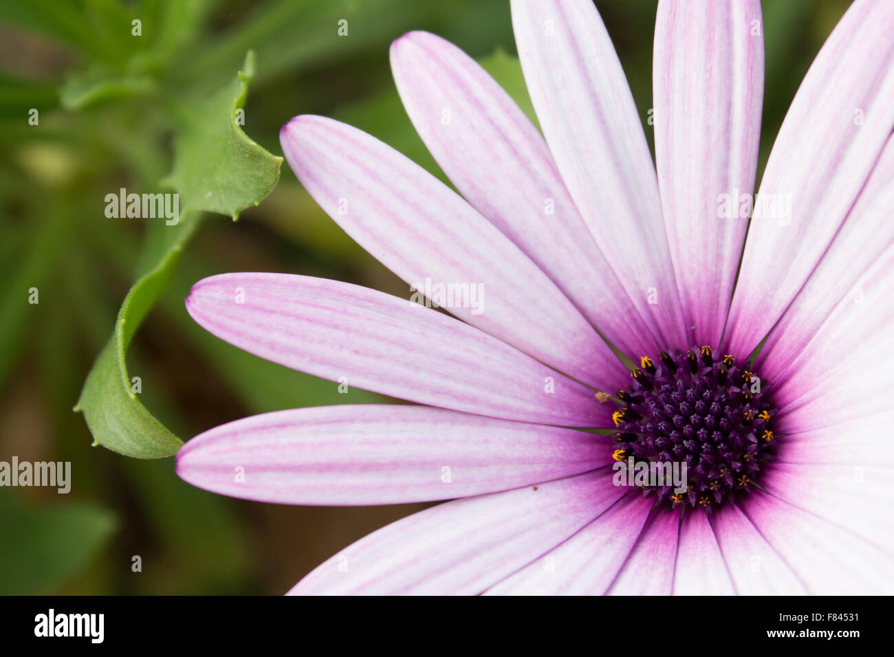 Blanc fleur , fleur mauve à fleurs - close up Banque D'Images