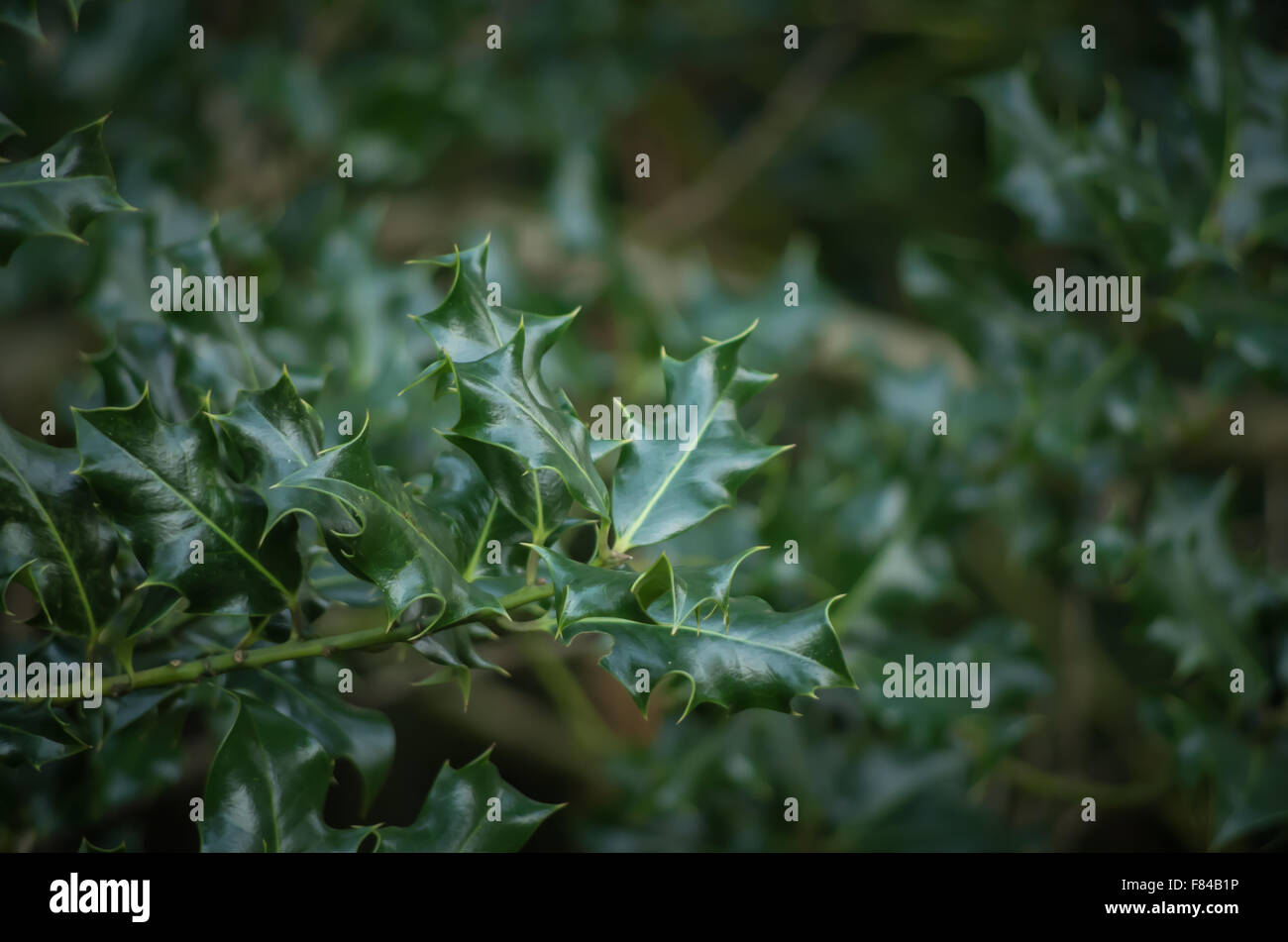 Feuilles de houx vert foncé sur la branche de l'arbre. [Ilex aquifolium] Banque D'Images