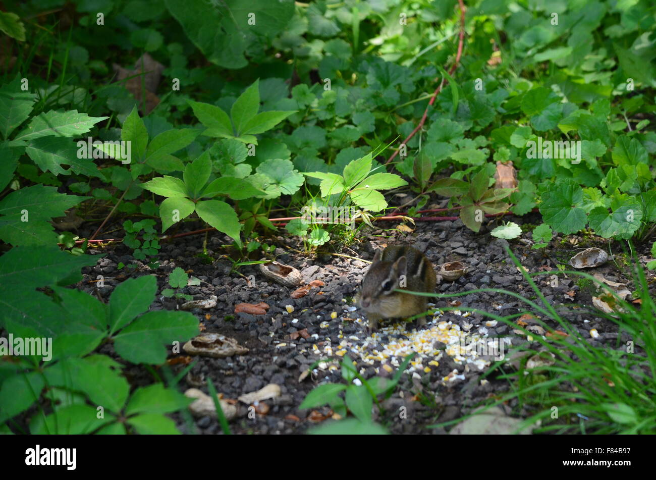 Tamia manger Banque D'Images