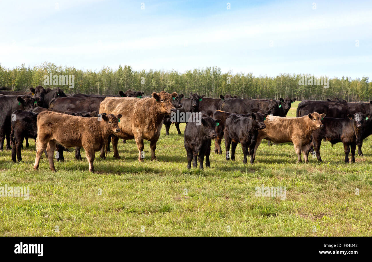 Les bovins de boucherie Black Angus X de Galloway sont de l'aire de répartition. Banque D'Images