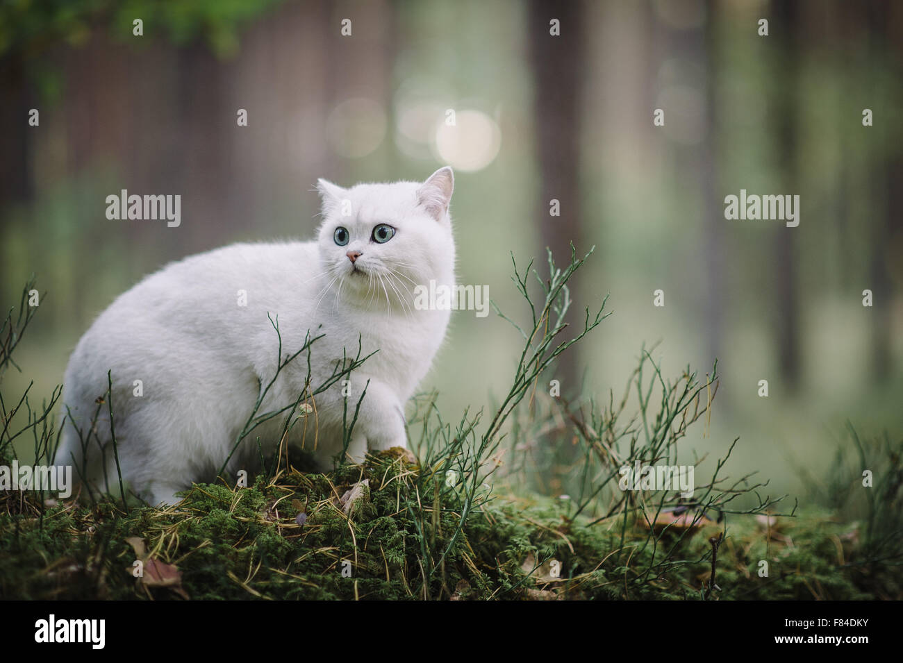 White Silver Shaded British Shorthair Chat Dans La Foret D Automne Photo Stock Alamy