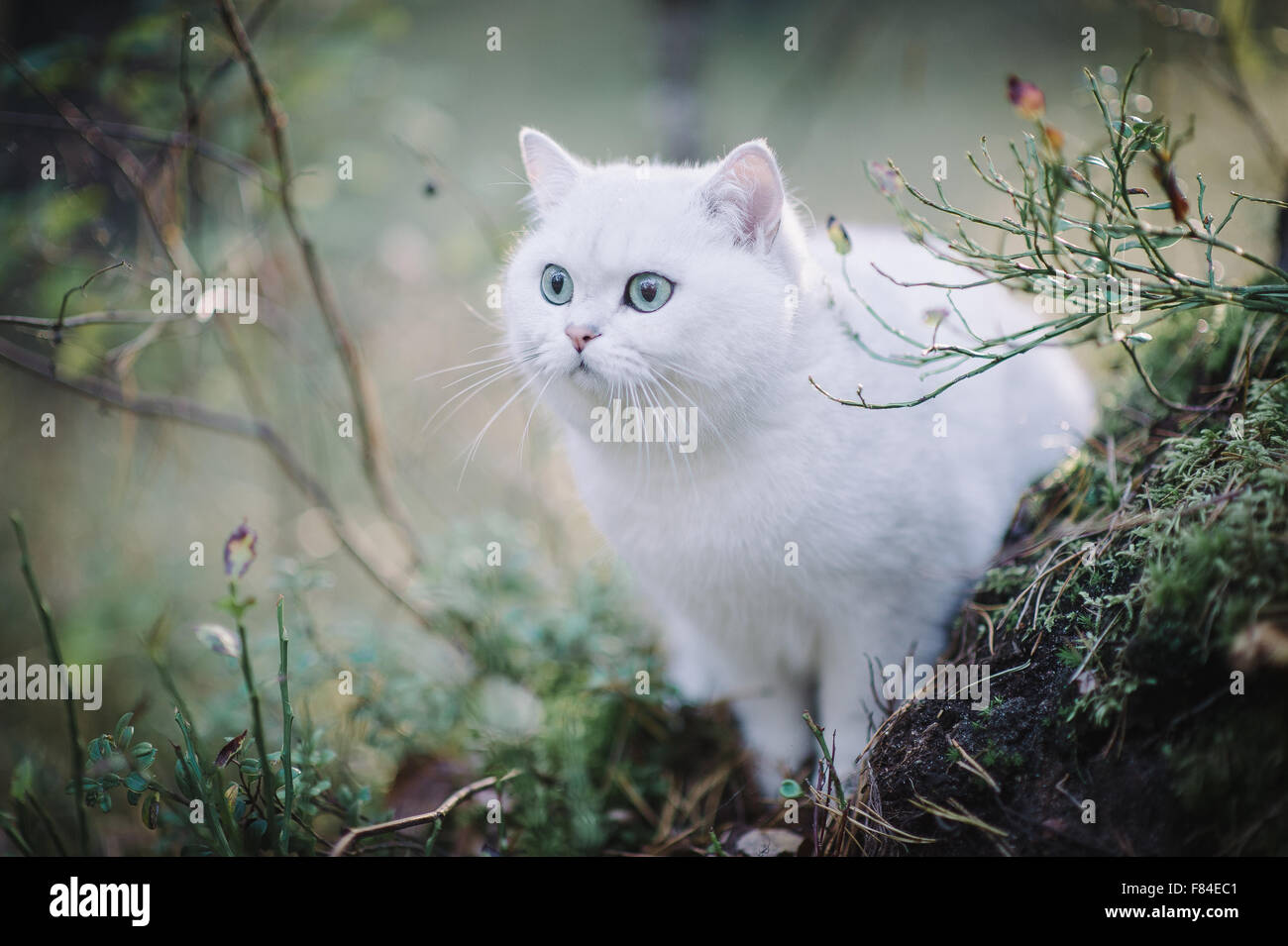 White Silver Shaded British Shorthair Chat Dans La Foret D Automne Photo Stock Alamy White Silver Shaded British Shorthair Chat Dans La Foret D Automne Photo Stock Alamy