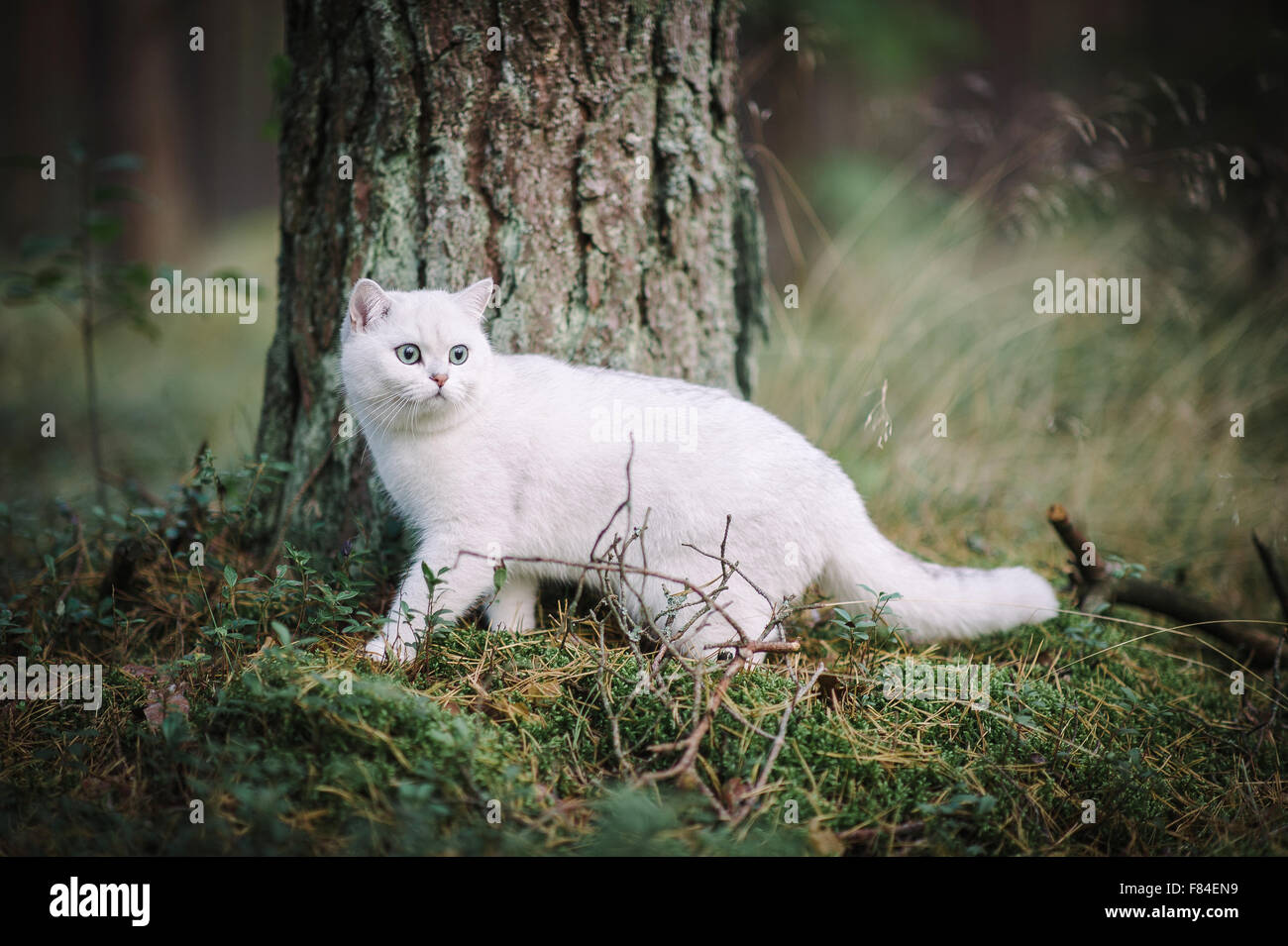 White Silver Shaded British Shorthair Chat Dans La Foret D Automne Photo Stock Alamy White Silver Shaded British Shorthair Chat Dans La Foret D Automne Photo Stock Alamy