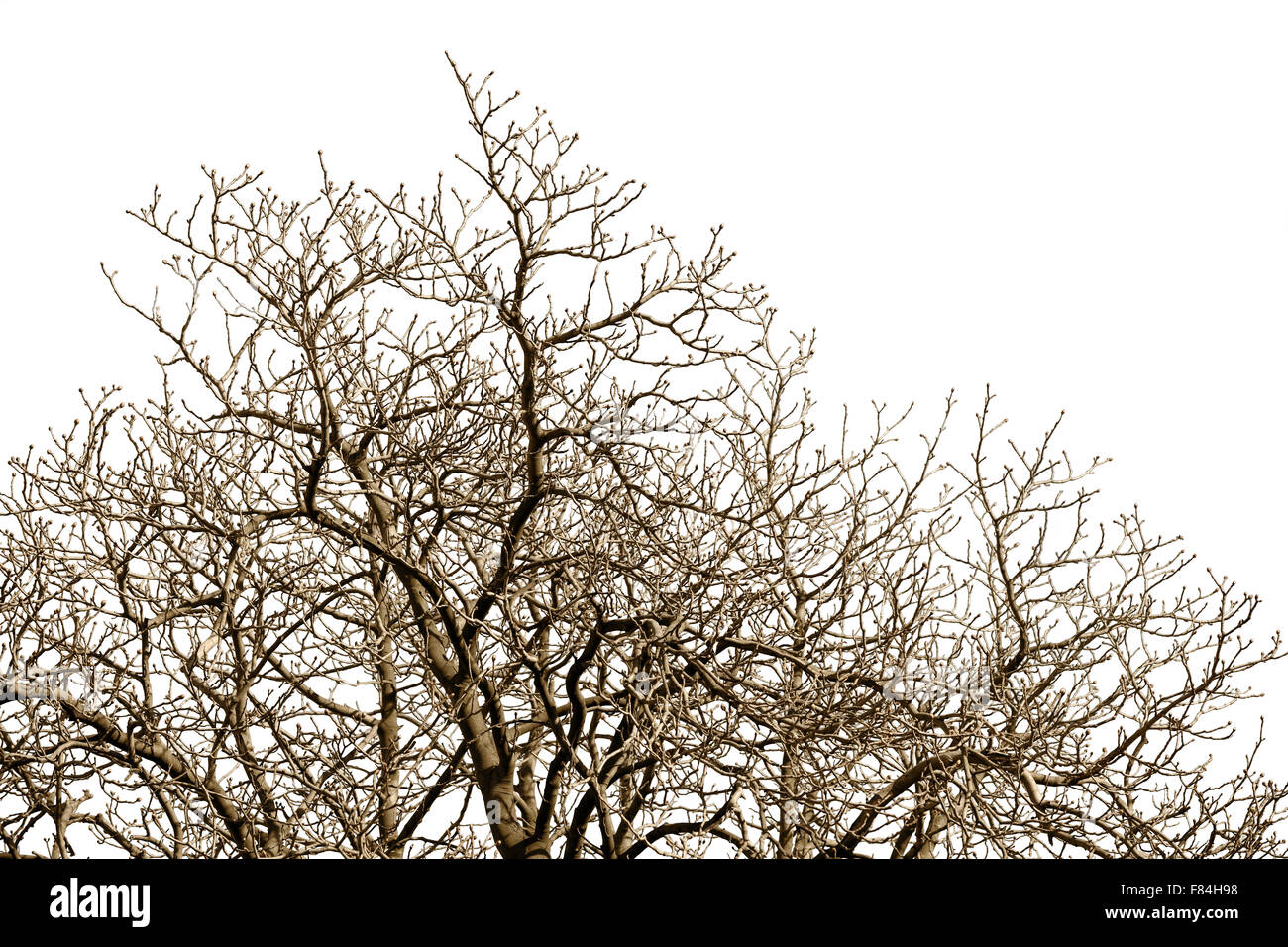 Les branches d'arbres sans feuilles avec beaucoup de brindilles contre un ciel d'hiver. Banque D'Images