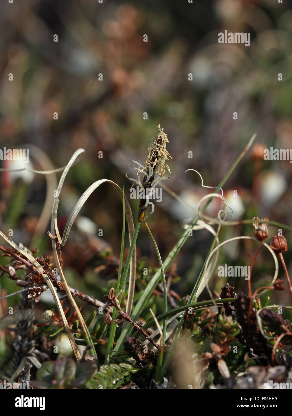 Rock de floraison (Carex rupestris) à la pente d'Luhčavárri ont chuté (Troms, Norvège) Banque D'Images