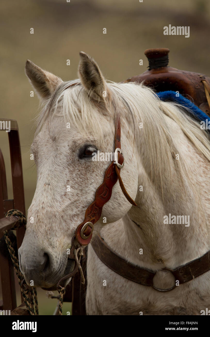 Ranch horse avec selle et bride Banque D'Images