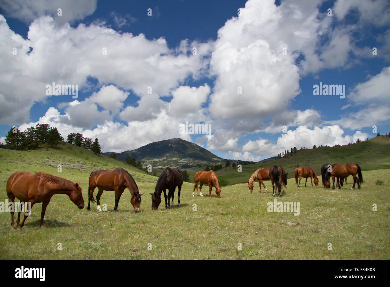 Notre ranch chevaux qui broutent avec Baldy Mountain en arrière-plan. Puffy blanc nuages décorent le big sky au Montana. Banque D'Images