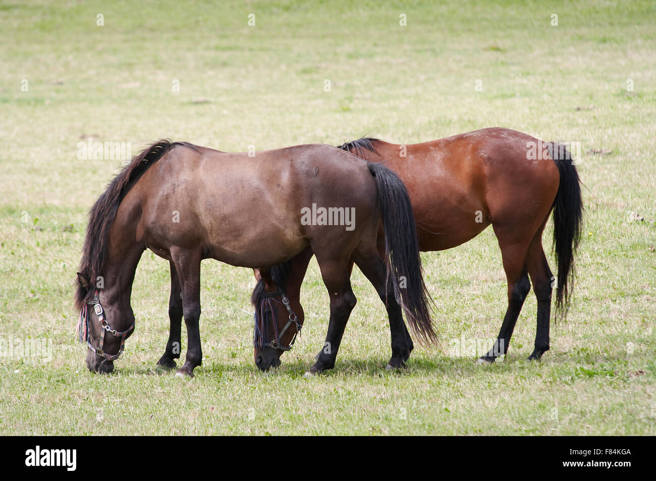 Les chevaux au pâturage Bay Banque D'Images