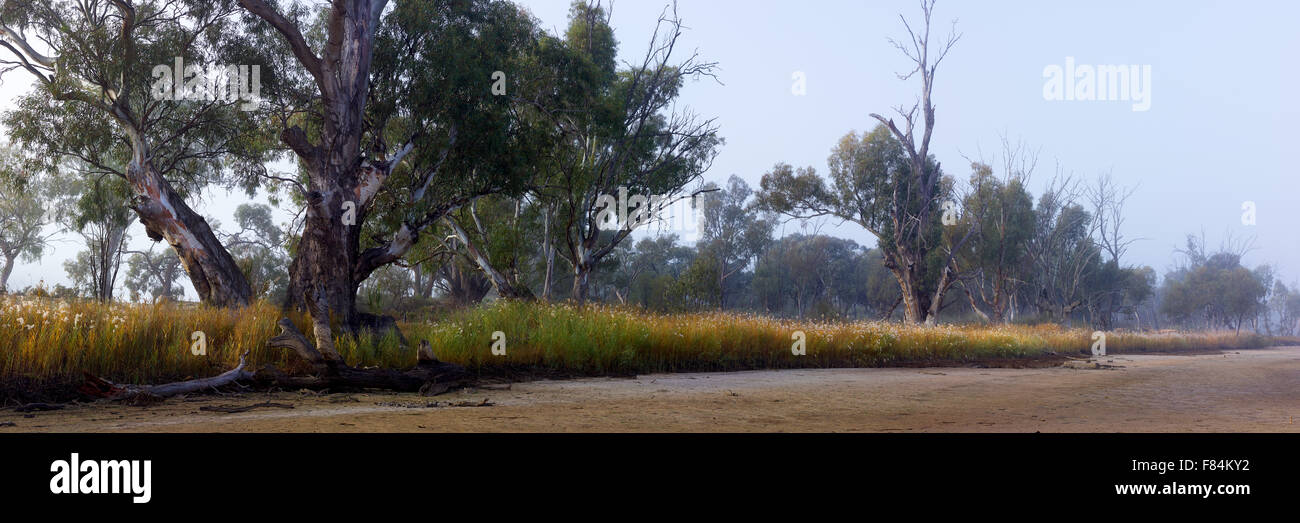 La dérive du brouillard tôt le matin par River Red Gum arbres au bord d'billabong sec près de Mildura, Victoria, Australie Banque D'Images