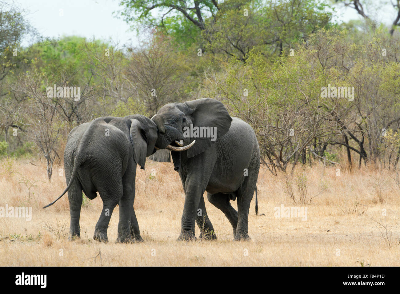 Bush africain elephant Espèce Loxodonta africana famille d'elephantidae Banque D'Images