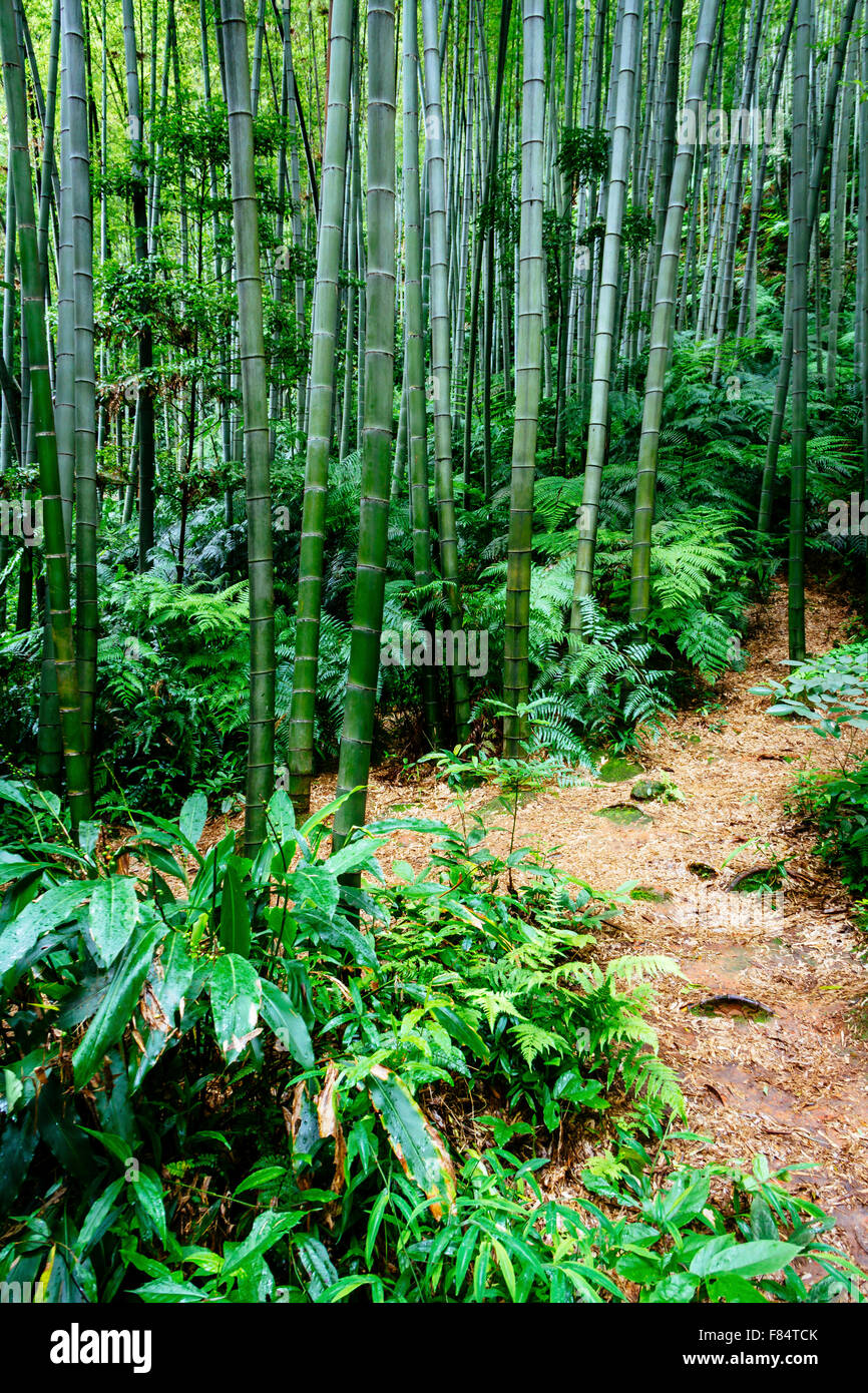 Yibin, province du Sichuan, Chine - belle vue sur mer à Shunan Bamboo parc national. Banque D'Images