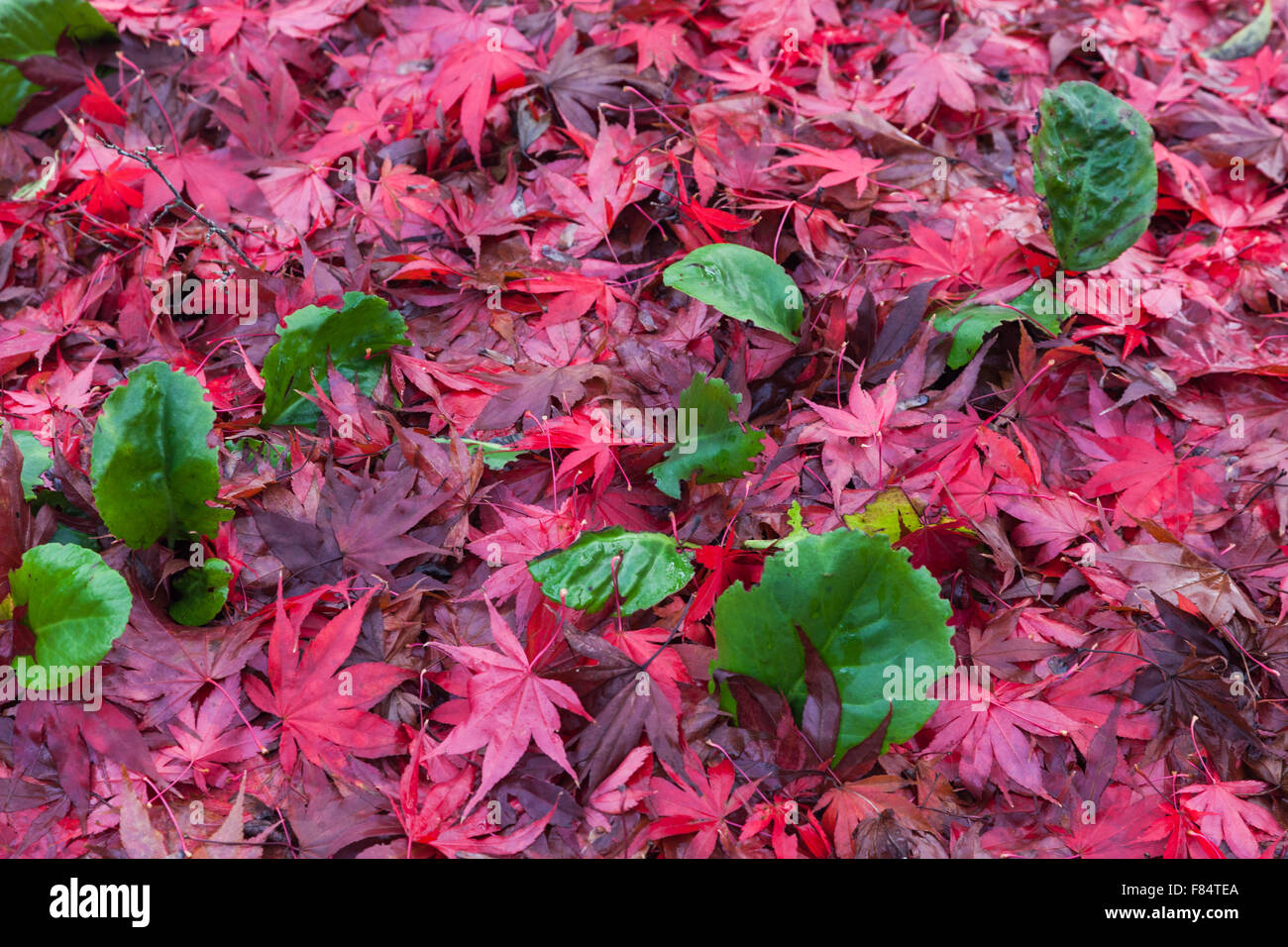 Tapis de feuilles d'érable rouge sur les petites plantes vertes Banque D'Images