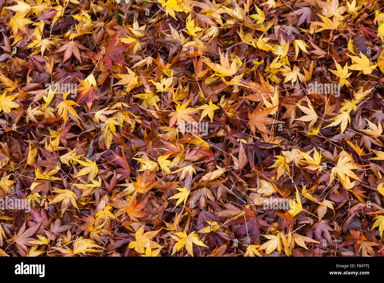 Feuilles d'érable jaune et marron ayant tombé d'un arbre Banque D'Images