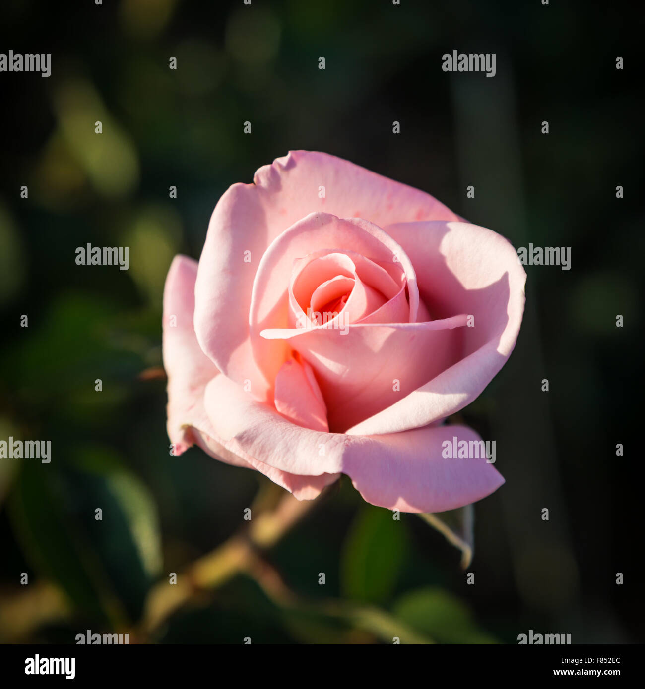 Seule Rose Rose (Rosa) Banque D'Images