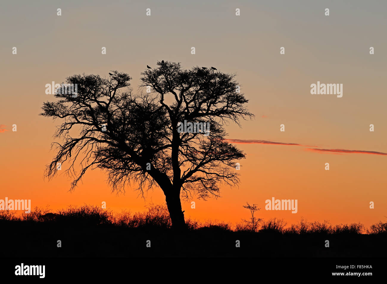 Avec le coucher du soleil de l'Afrique de l'Acacia, la silhouette du désert du Kalahari, Afrique du Sud Banque D'Images