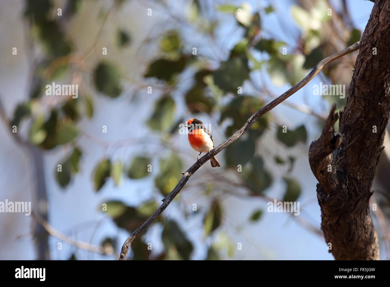 Red-capped Robin (Petroica goodenovii) en Australie Banque D'Images