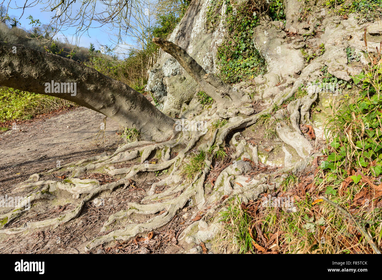 Les racines des arbres exposés et de plus en plus sur le terrain. Banque D'Images