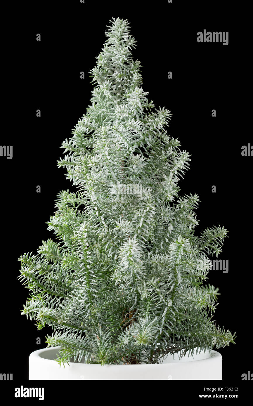 L'arbre de Noël miniature dans un pot blanc sur noir Banque D'Images