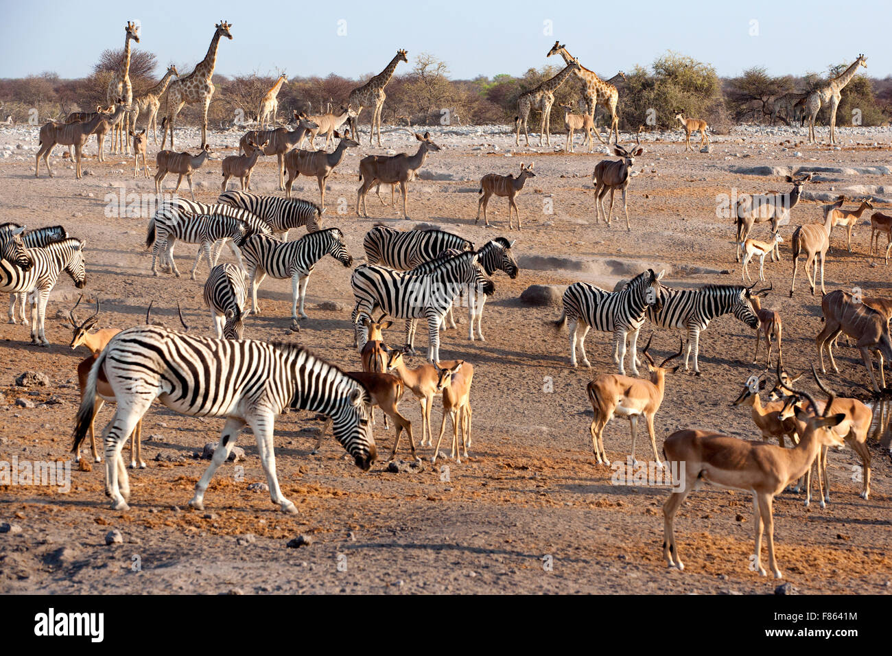 Les animaux qui se rassemblent à Chudop Waterhole - Etosha National Park - Namibie, Afrique Banque D'Images