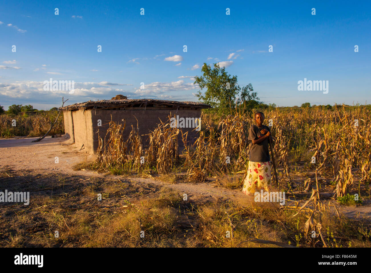 Une femme qui travaille un champ de cultures sèches Banque D'Images