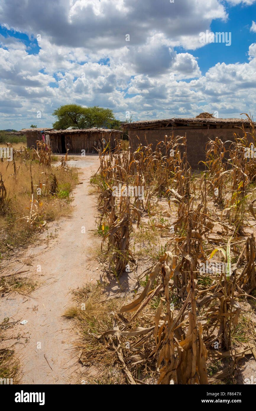 Domaines de cultures sèches en Tanzanie Banque D'Images