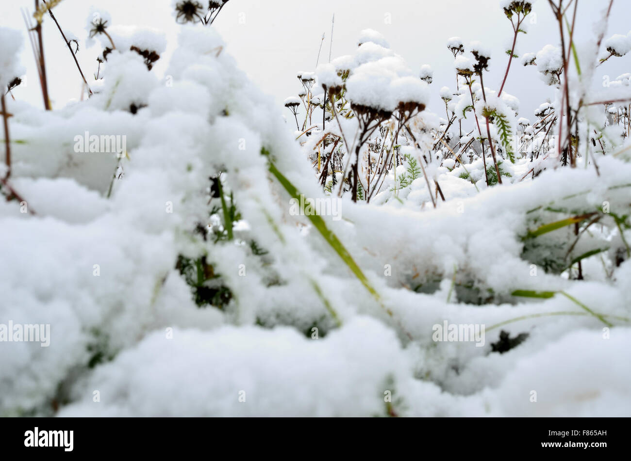 La neige sur les plantes à la fin de l'automne dans le cercle arctique Banque D'Images