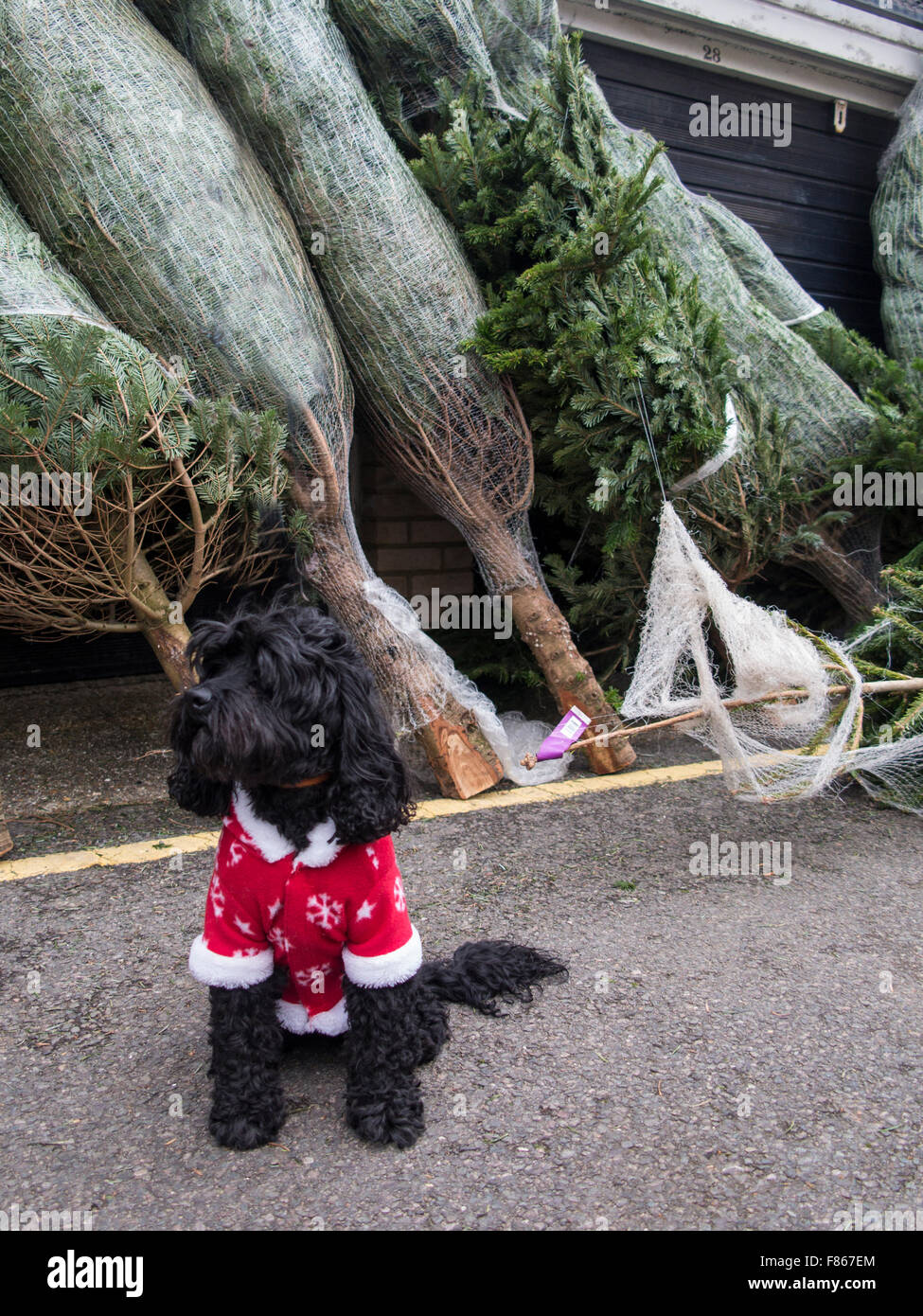 Un petit chien noir avec un costume de noël en face de certains arbres de Noël Banque D'Images