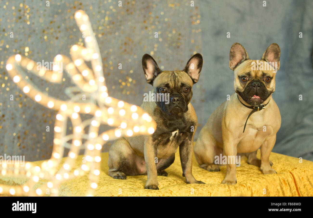 Berlin Allemagne 06 Dec 2015 Bouledogues Francais Lulu Et Joshi Se Pencher Sur Un Photographe Animalier Professionnel Camera Pendant Une Seance Photo A La Fete De Noel A L Abri Des Animaux A