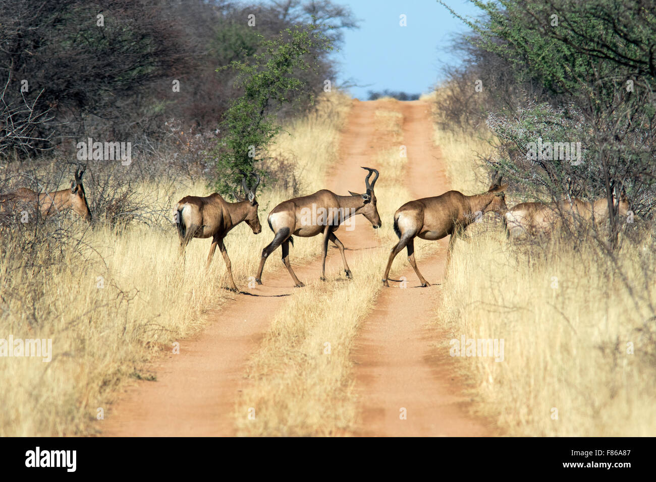 (Alcelaphus buselaphus bubale rouge caama) crossing road - Okonjima Nature Reserve, Namibie, Afrique Banque D'Images