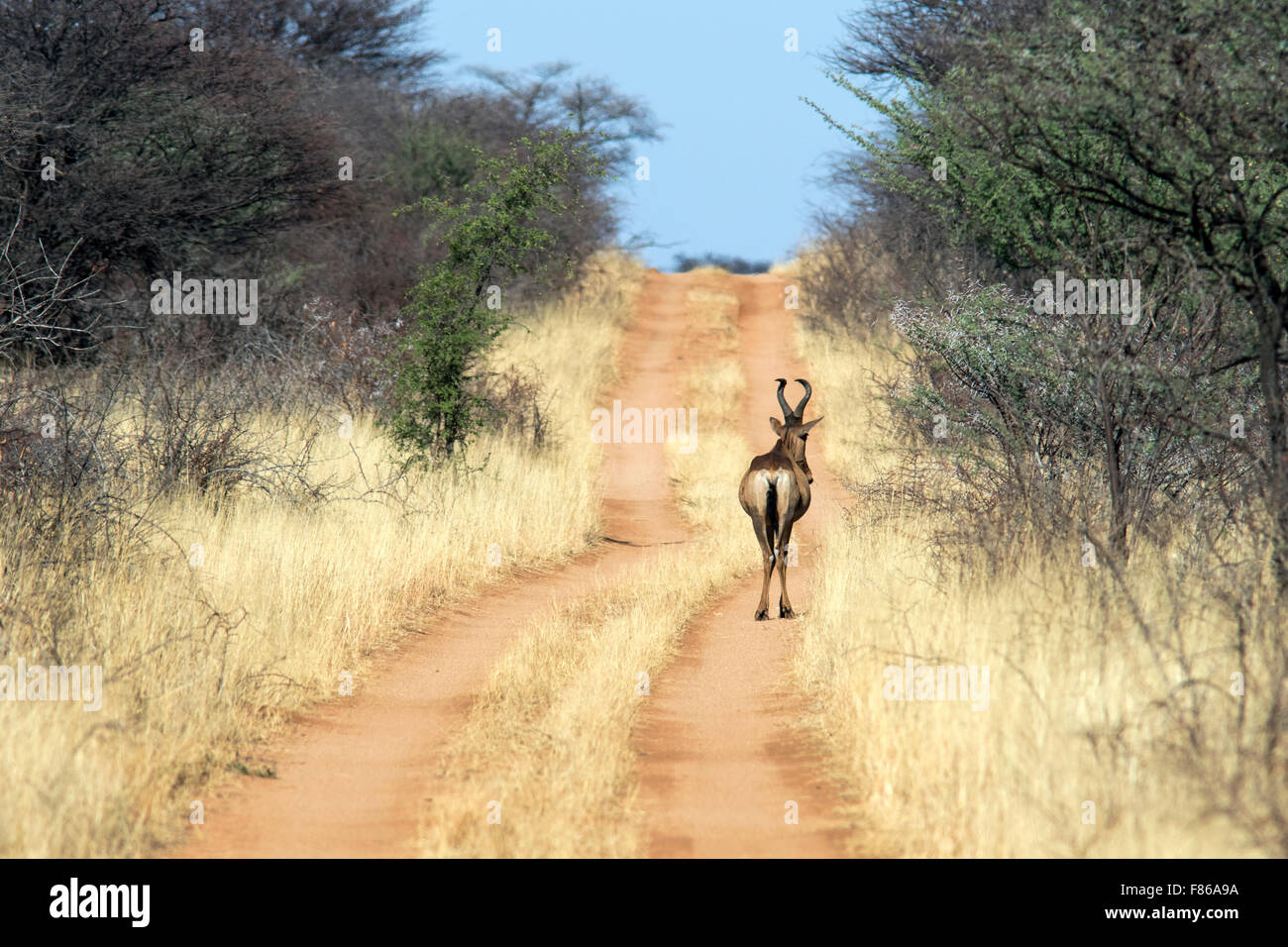(Alcelaphus buselaphus bubale rouge caama) - Okonjima Nature Reserve, Namibie, Afrique Banque D'Images