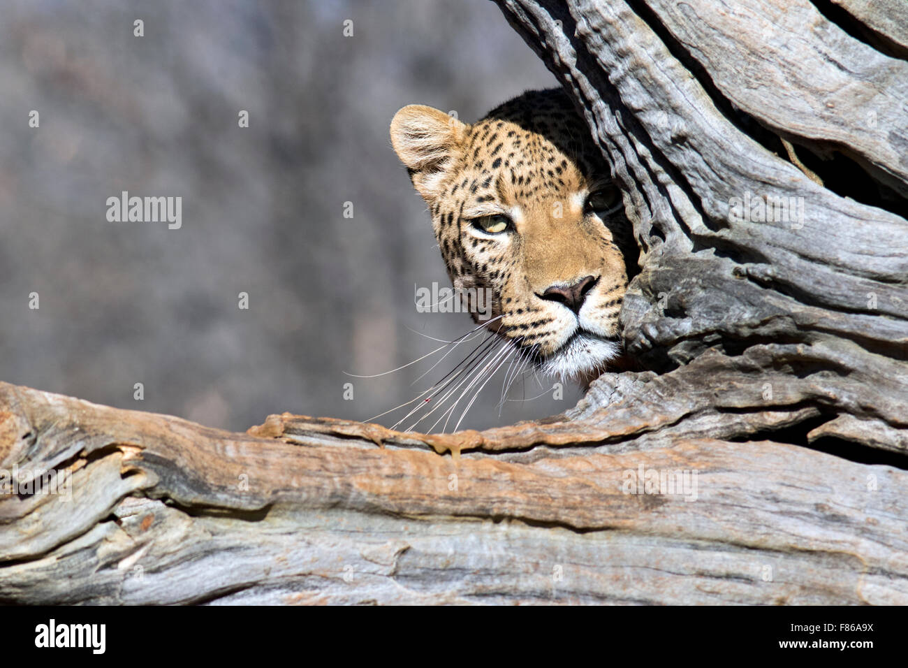 Leopard (Panthera pardus) [] captifs - Sanctuaire - Okonjima Africat, Namibie, Afrique Banque D'Images