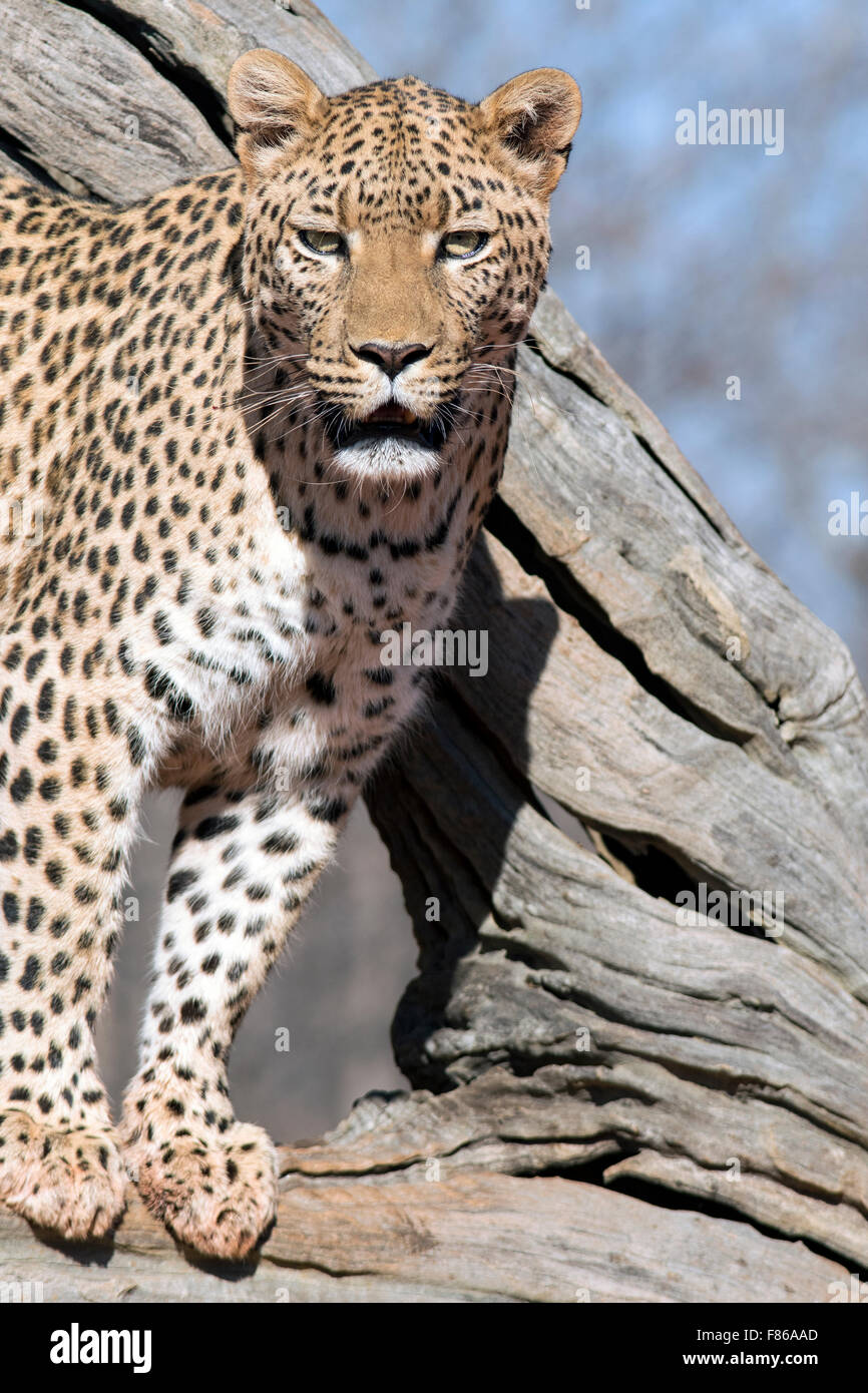 Leopard (Panthera pardus) [] captifs - Sanctuaire - Okonjima Africat, Namibie, Afrique Banque D'Images