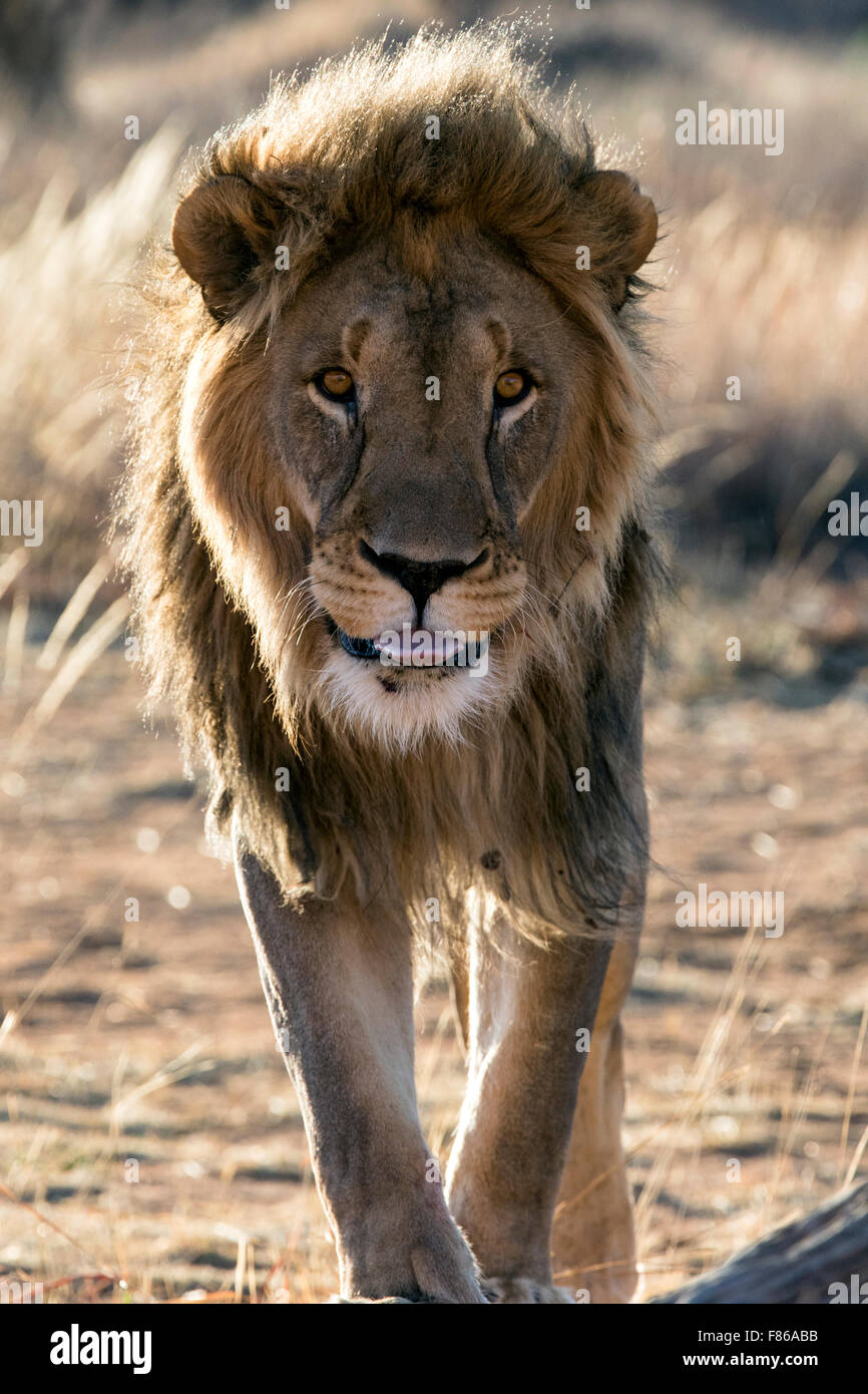 Male lion (Panthera leo) en captivité [] - Sanctuaire - Okonjima Africat, Namibie, Afrique Banque D'Images