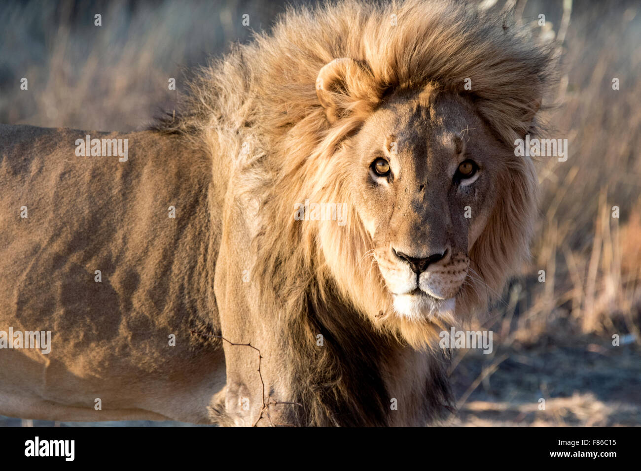 Male lion (Panthera leo) en captivité [] - Sanctuaire - Okonjima Africat, Namibie, Afrique Banque D'Images