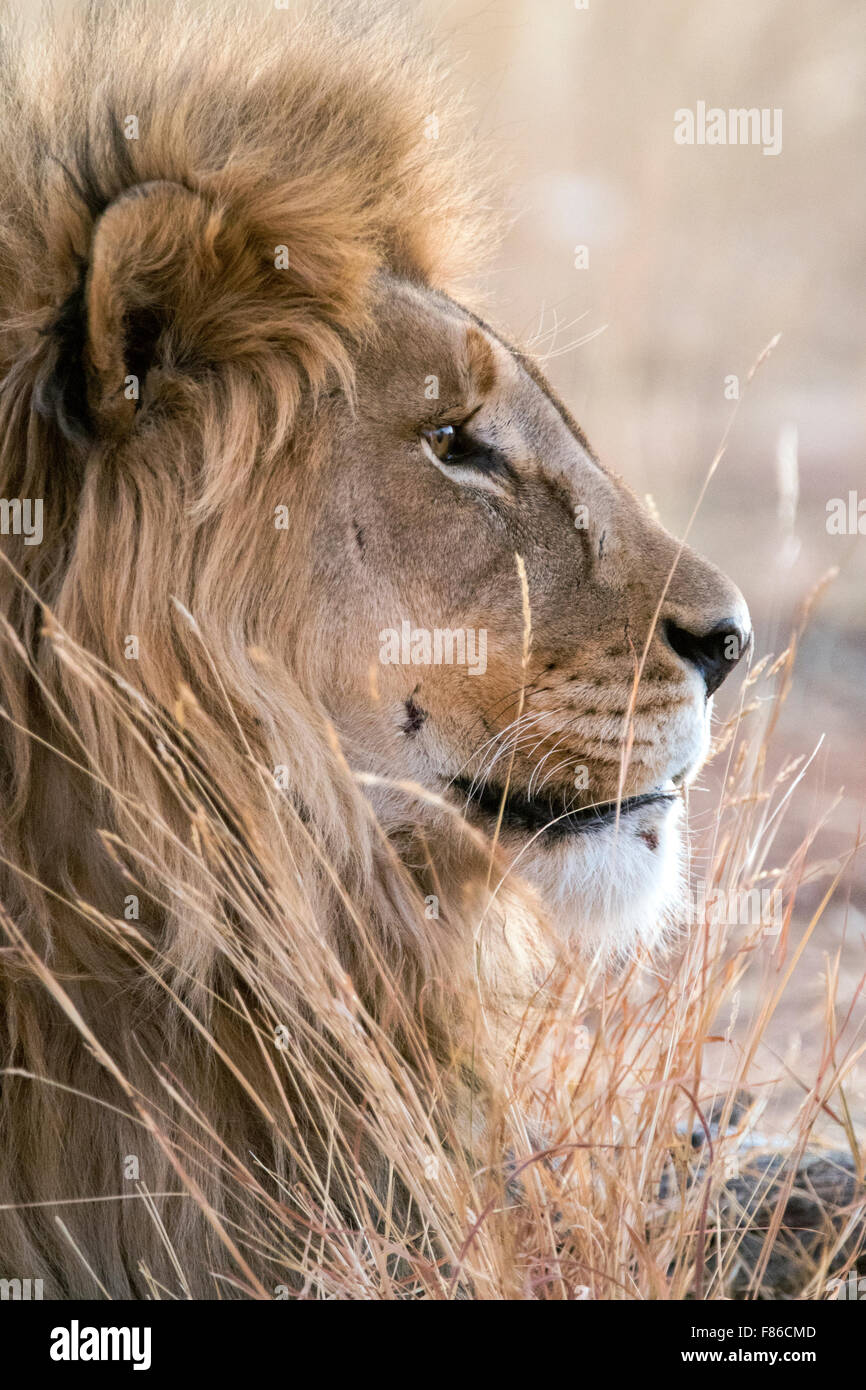Male lion (Panthera leo) en captivité [] - Sanctuaire - Okonjima Africat, Namibie, Afrique Banque D'Images