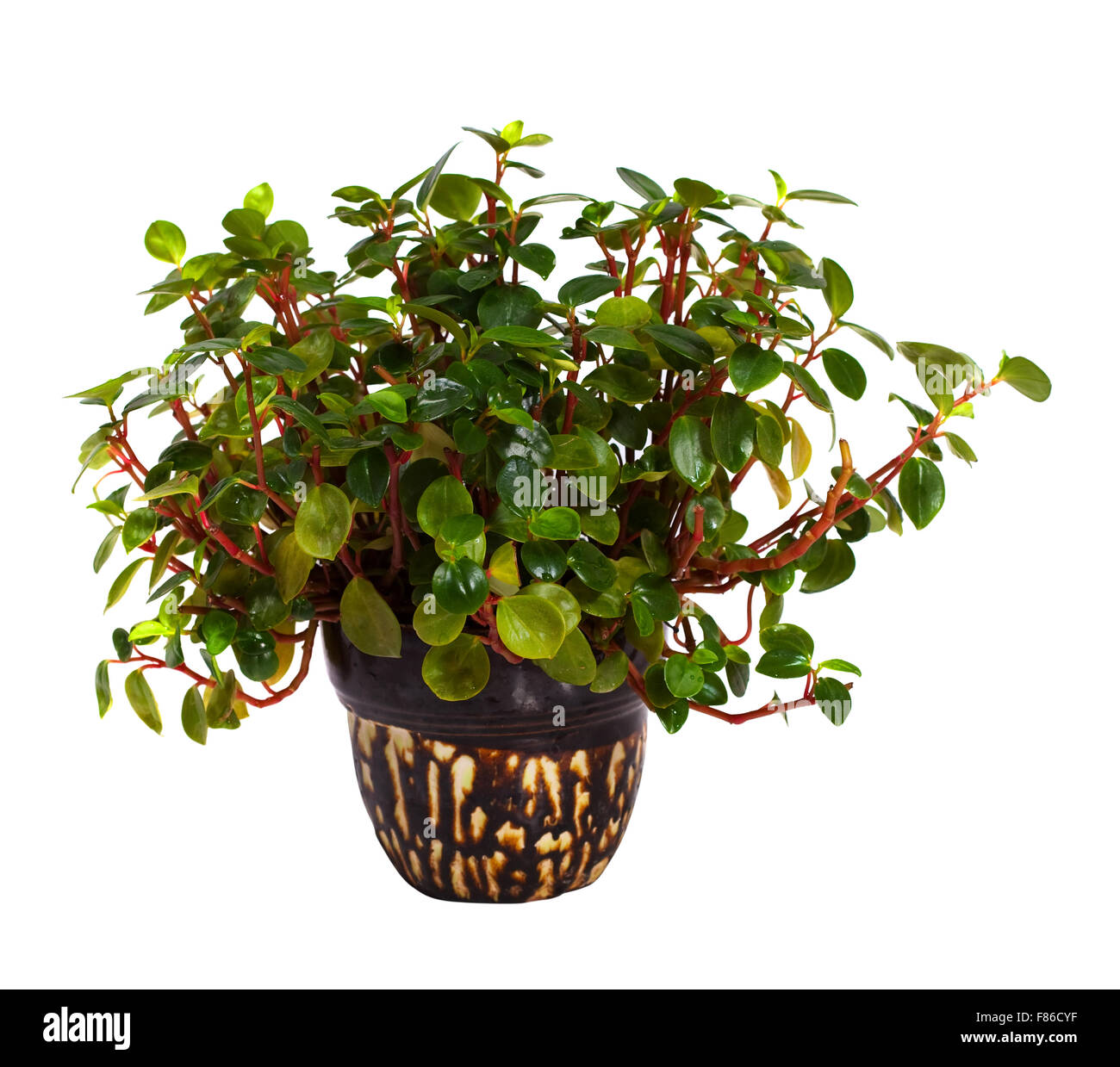 Peperomia obtusifolia en pot. Isolé sur fond blanc Banque D'Images