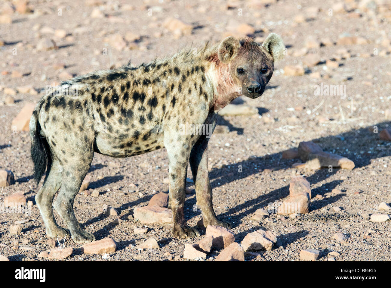 L'Hyène tachetée (Crocuta crocuta) - Desert Rhino camp, Namibie, Afrique Banque D'Images