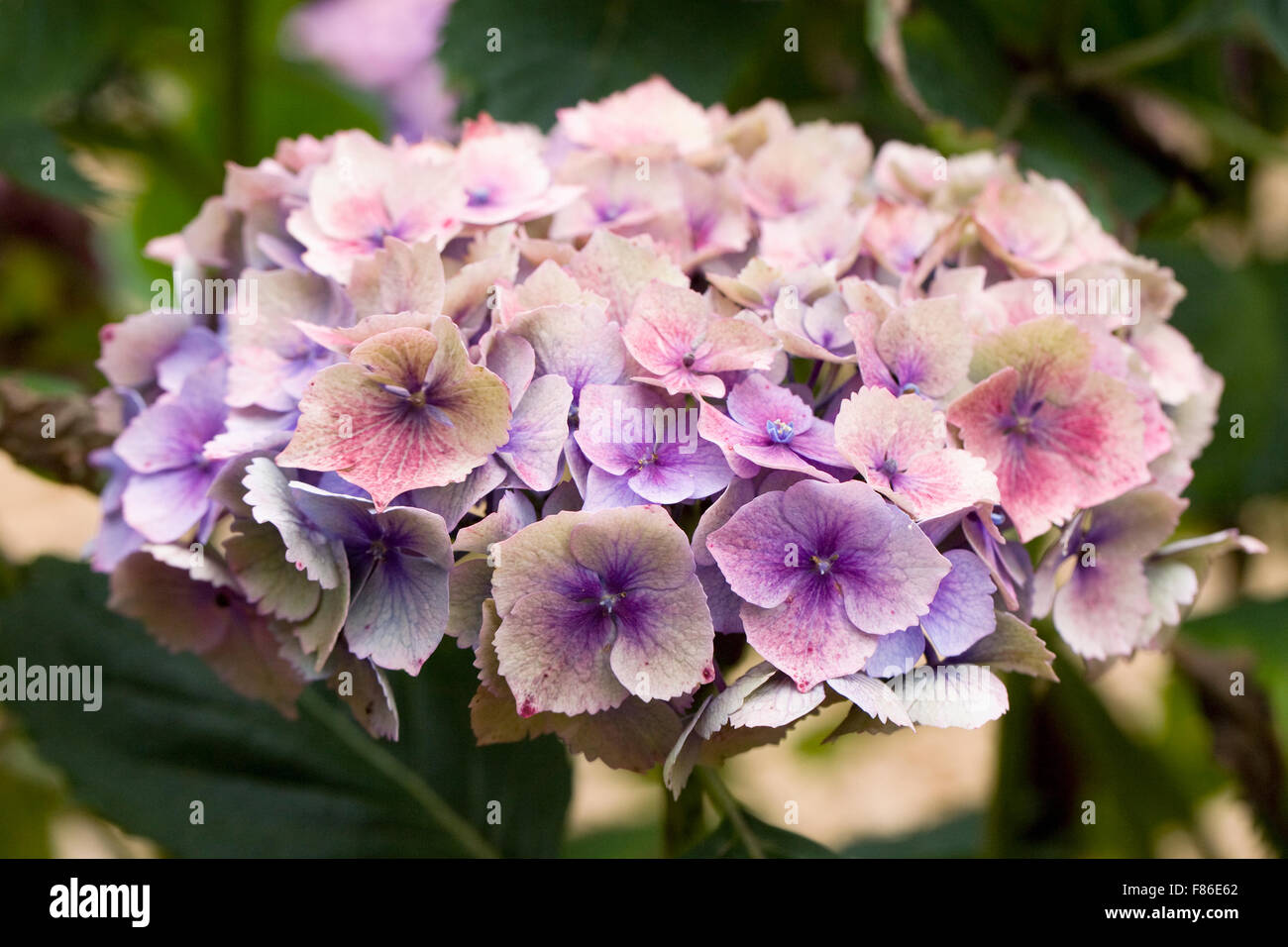 Hydrangea macrophylla 'Hambourg Raham' fleurit à la fin de l'été. Banque D'Images Hydrangea macrophylla 'Hambourg Raham' fleurit à la fin de l'été. Banque D'Images