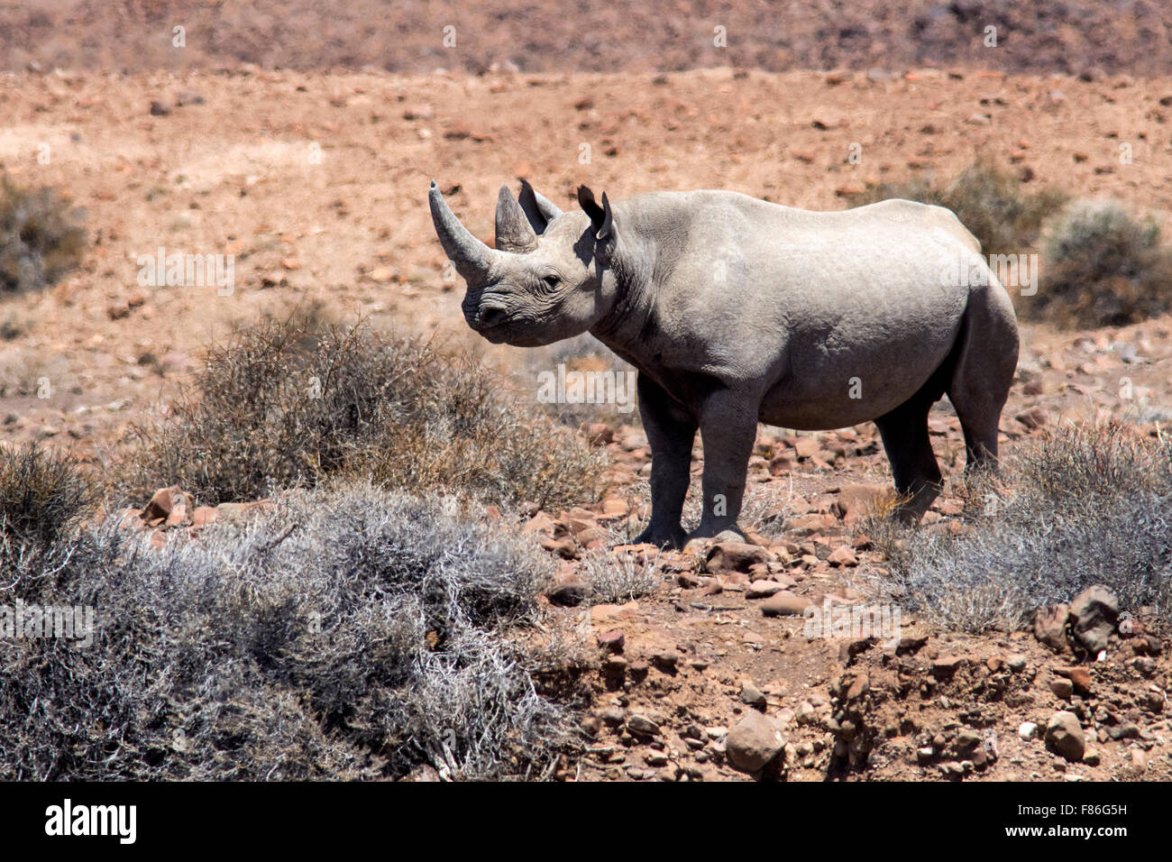 Rhinocéros noir - Desert Rhino camp, Palmwag Concession, Damaraland, Namibie, Afrique Banque D'Images