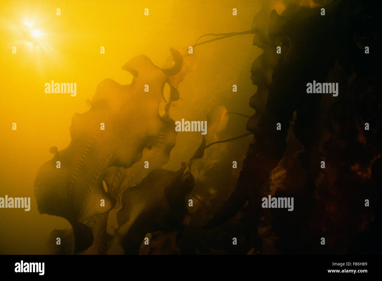 Hollow-Stemmed varech dans la surface de l'eau saumâtre Fjord Sagueney Banque D'Images