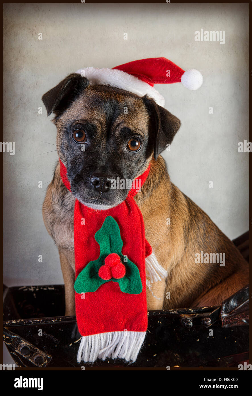 Cute Pug cross dog in Santa hat and scarf Banque D'Images