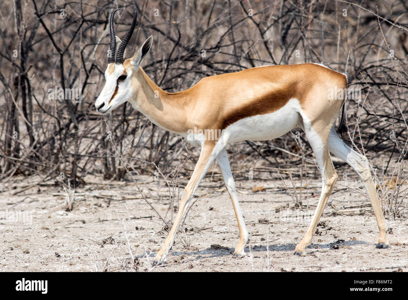 Le Springbok (Antidorcas marsupialis) - Etosha National Park, Namibie, Afrique Banque D'Images
