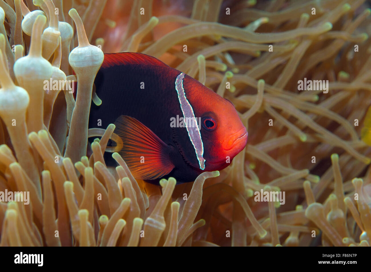 Poissons clowns, cannelle poisson clown rouge et noir, noir ou poisson clown poisson clown (Amphiprion melanopus sombre) Sud de la Chine Banque D'Images