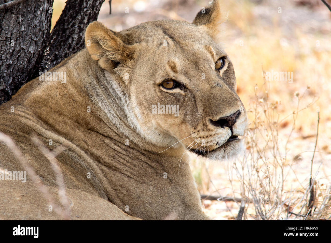 L'African Lion (Panthera leo) - Etosha National Park, Namibie, Afrique Banque D'Images